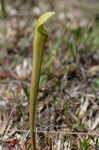 Yellow trumpets